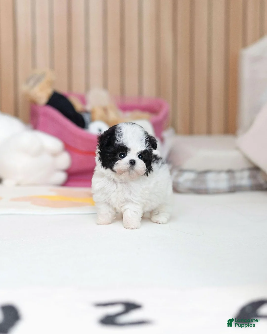 Maltipoo dogs for sale: Lilly - Ad 1