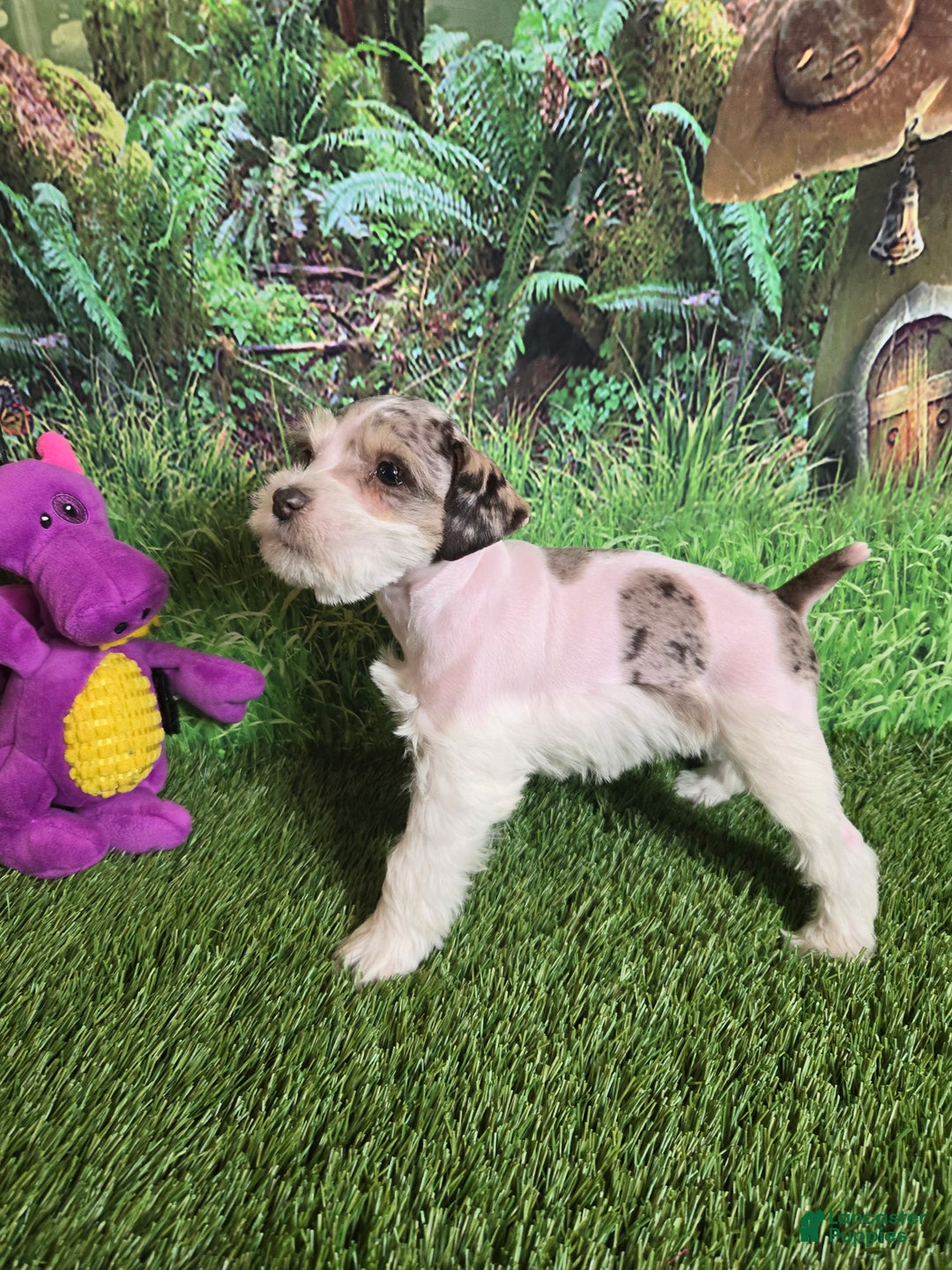 Miniature Schnauzer dogs for sale: ELSA,   Miniature Schnauzer Puppy  - Ad 3