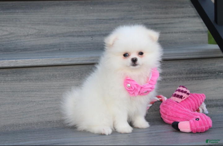 Pomeranian dogs Reese - Ad 1