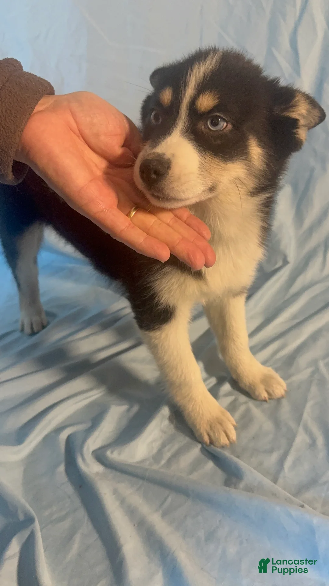 Mixed Breed dogs for sale: Nick - Ad 8