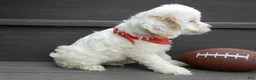 Cockapoo dogs for sale: Lucky - Ad 5
