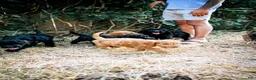 Goldendoodle dogs for sale: Teddy - Ad 3