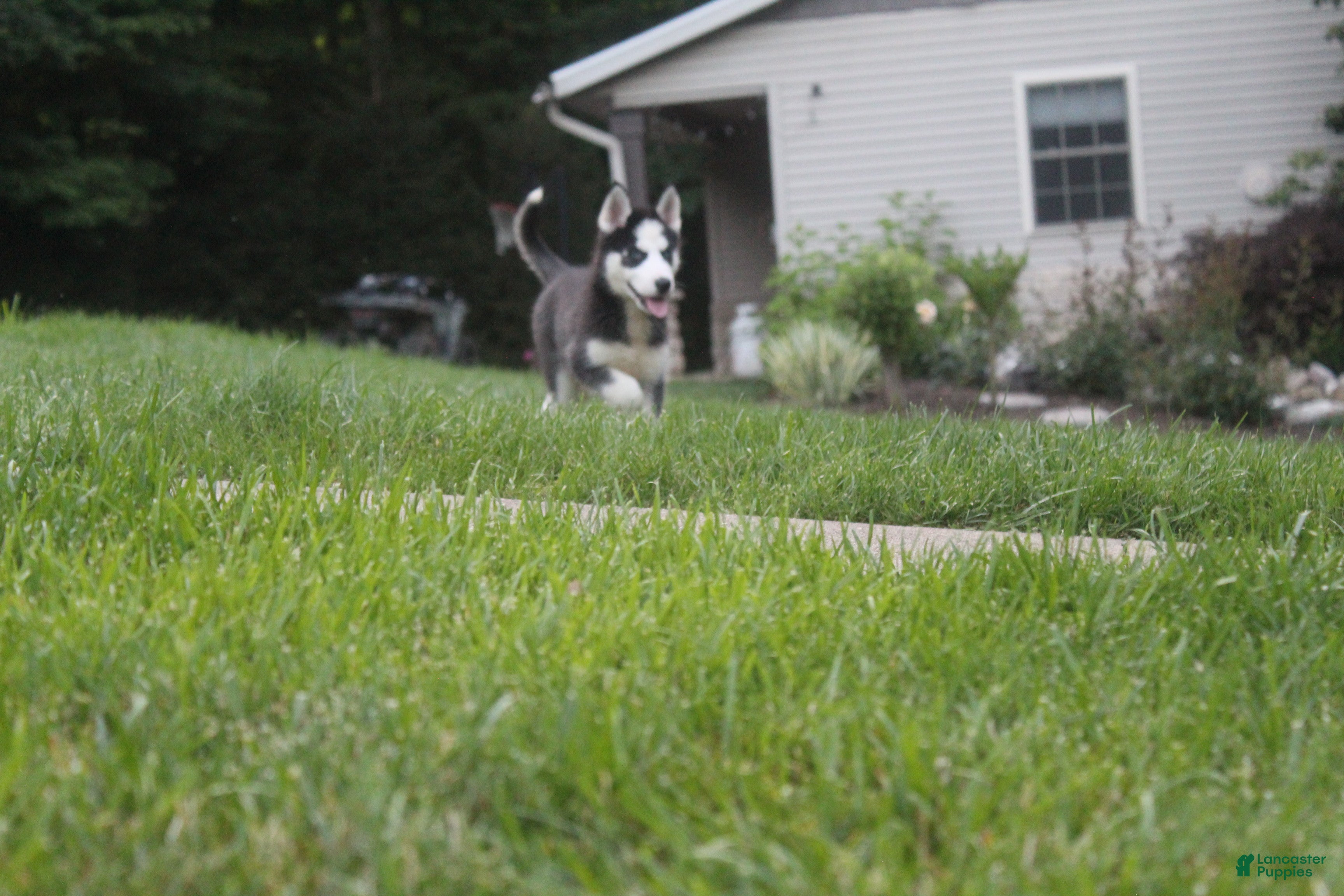 Siberian Husky dogs Ace - Ad 2