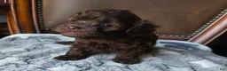 Shihpoo dogs for sale: Bella - Ad 5
