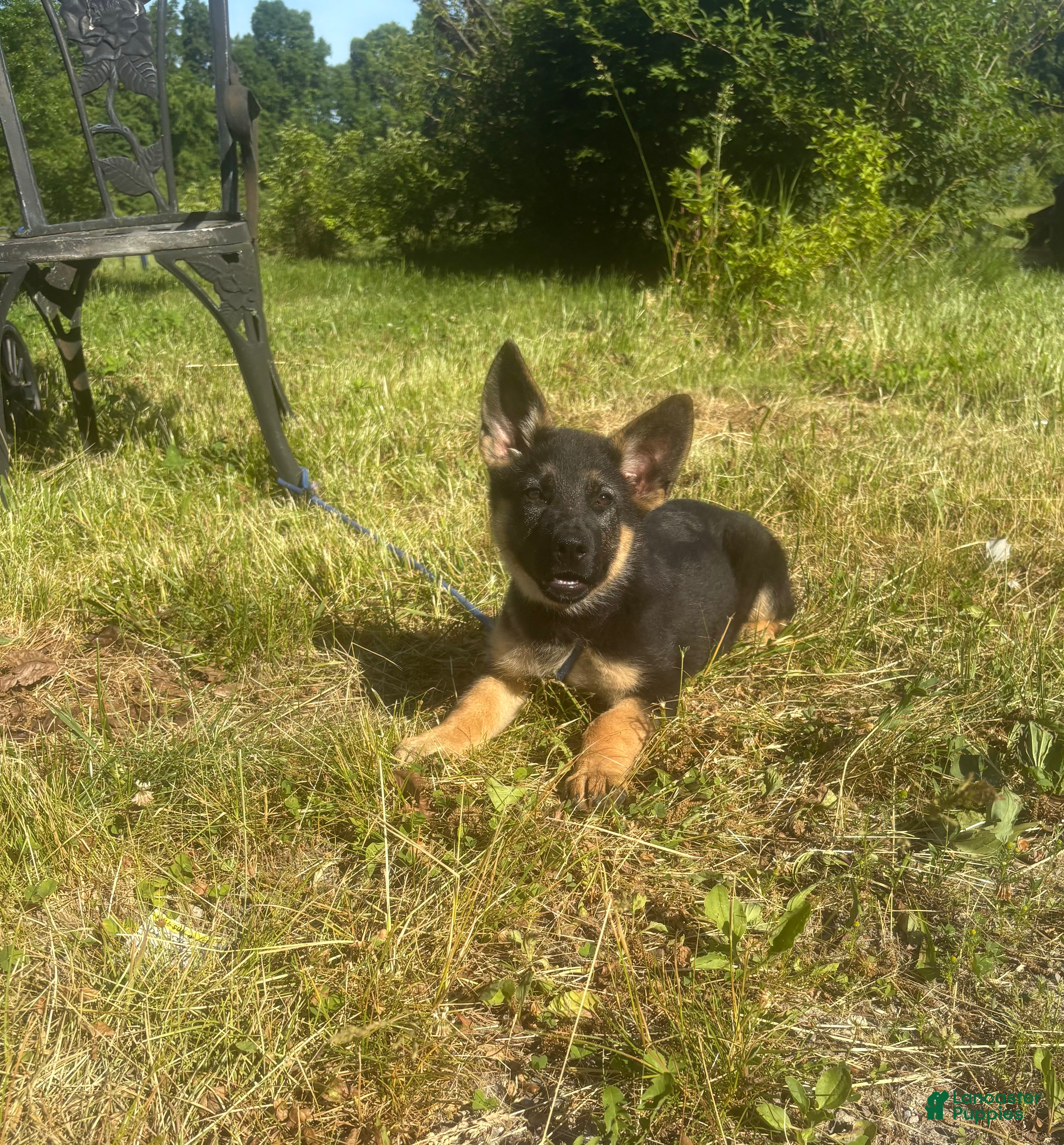 German Shepherd dogs Lime Collar Female - Ad 2