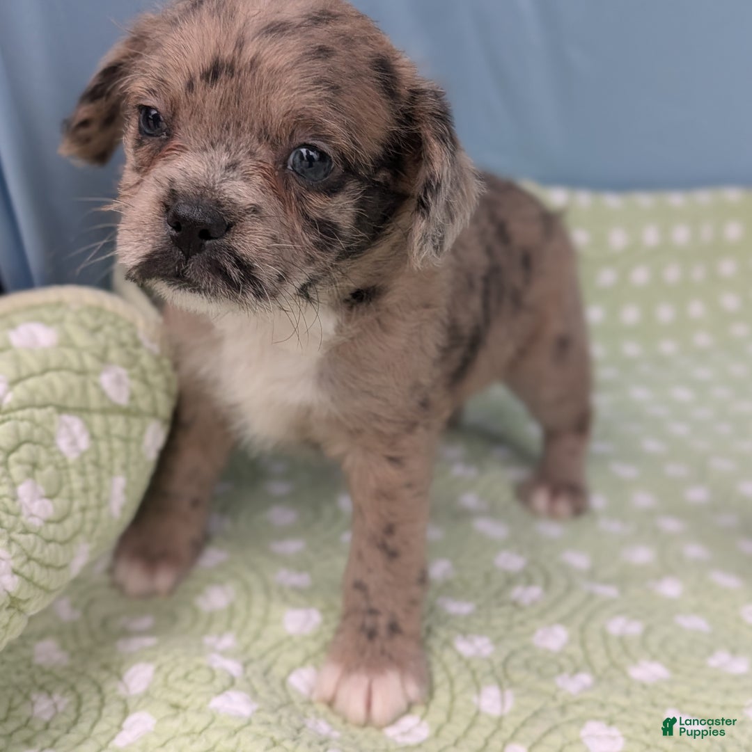 Mixed Breed dogs for sale: Princess - Ad 9