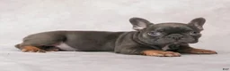 French Bulldog dogs for sale: Misty - Ad 4