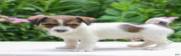 Mixed Breed dogs for sale: John  - Ad 3