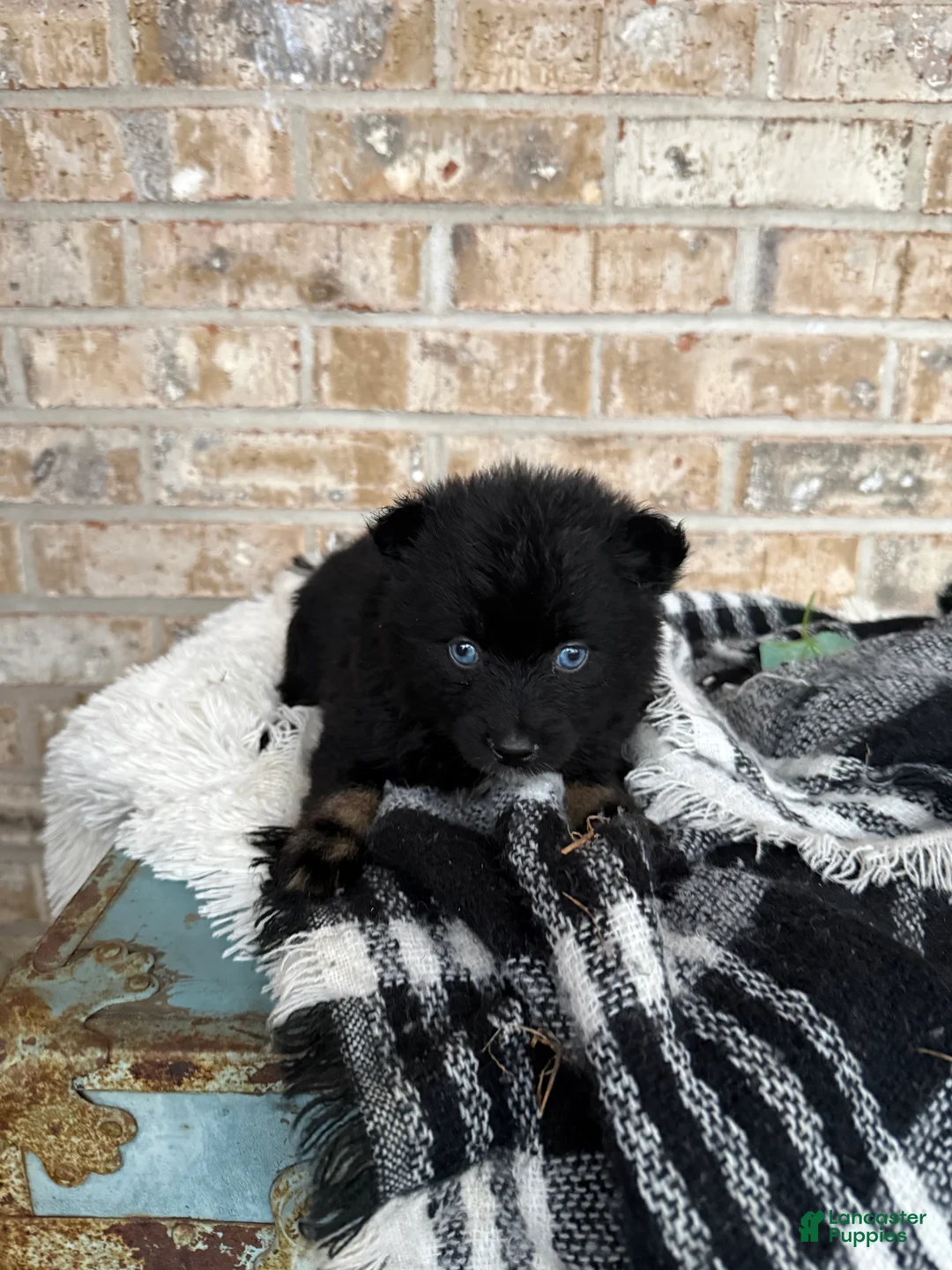 Pomsky dogs for sale: Kylie - Ad 1