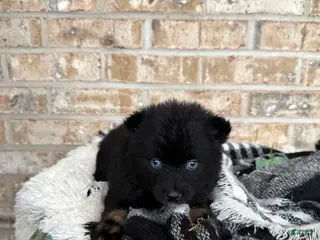 Pomsky dogs Kylie - Ad 3