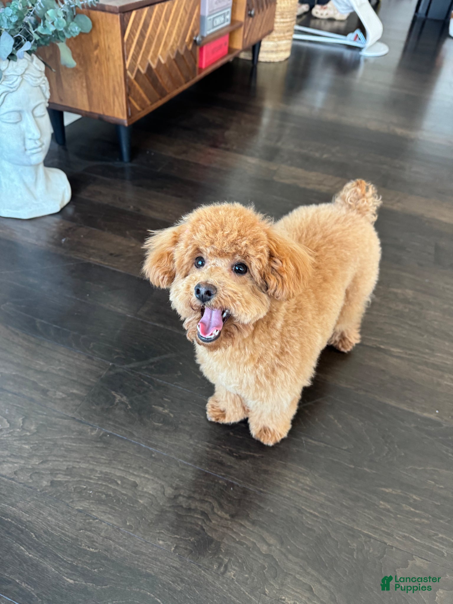 Toy Poodle dogs for sale: Toy Poodle Puppy - Ad 1