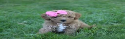Mini Goldendoodle dogs for sale: Mia 🎀 - Ad 4