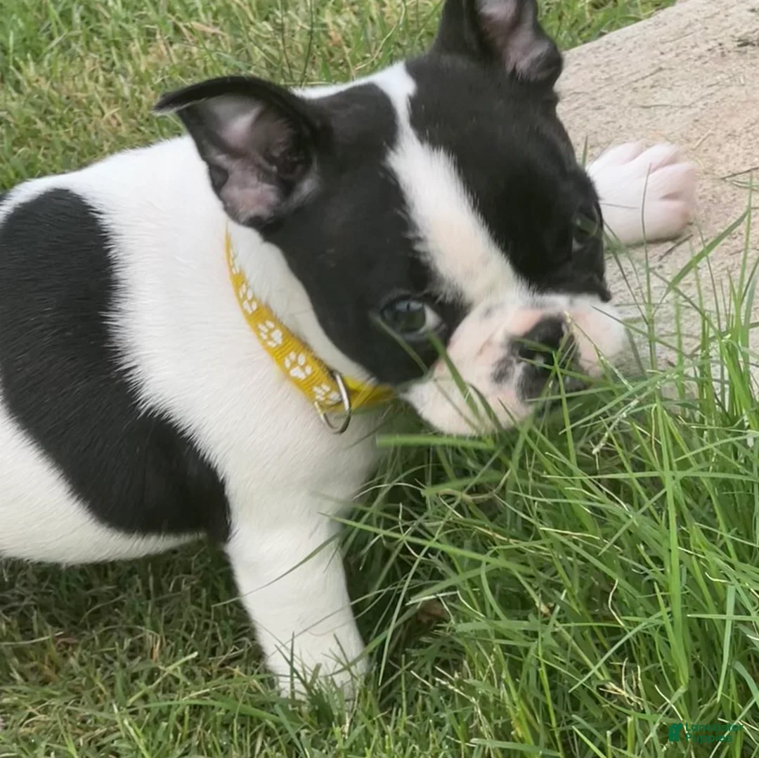 Mixed Breed dogs for sale: Recees - Ad 2