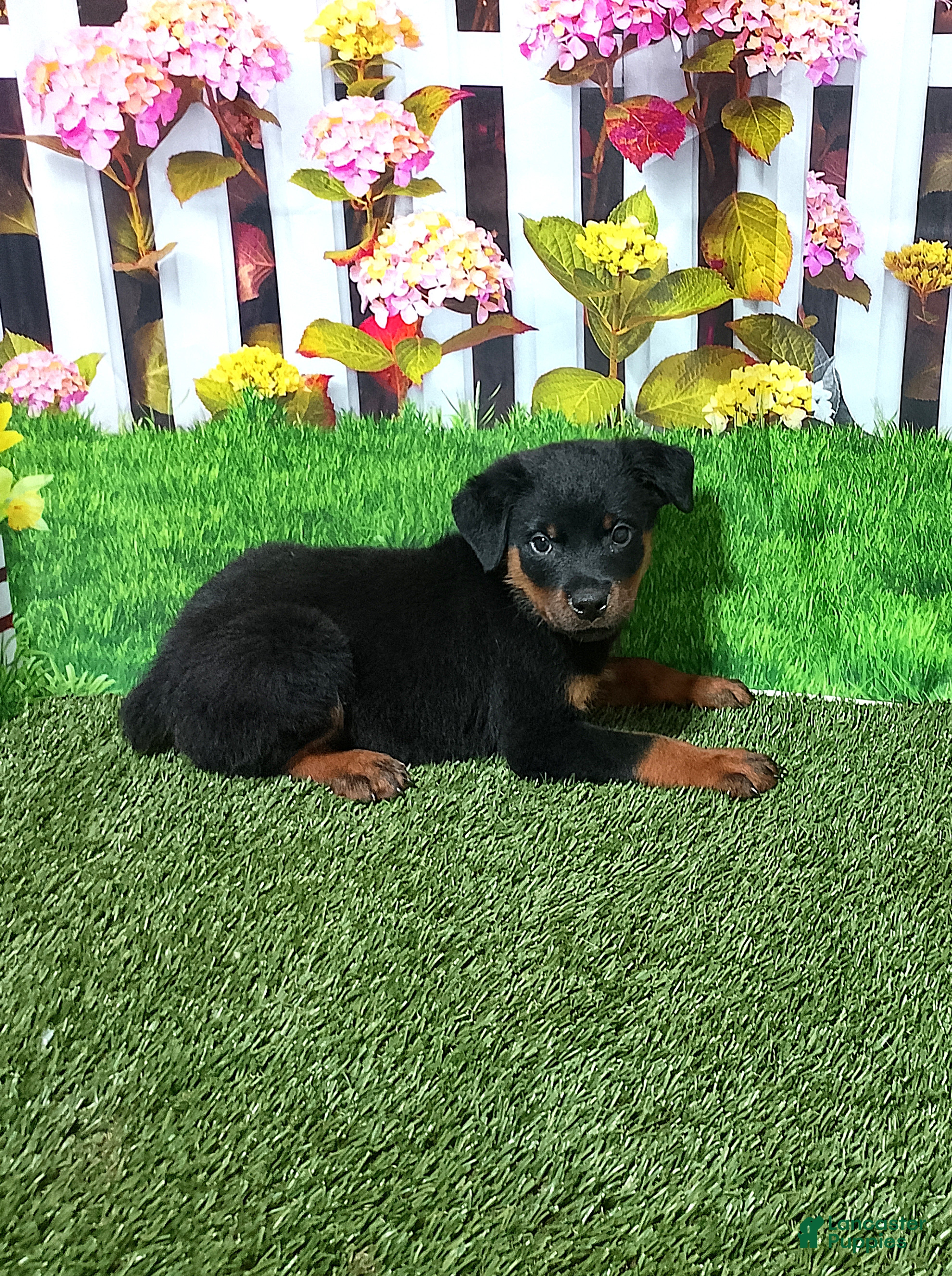 Rottweiler dogs Miles - Ad 2