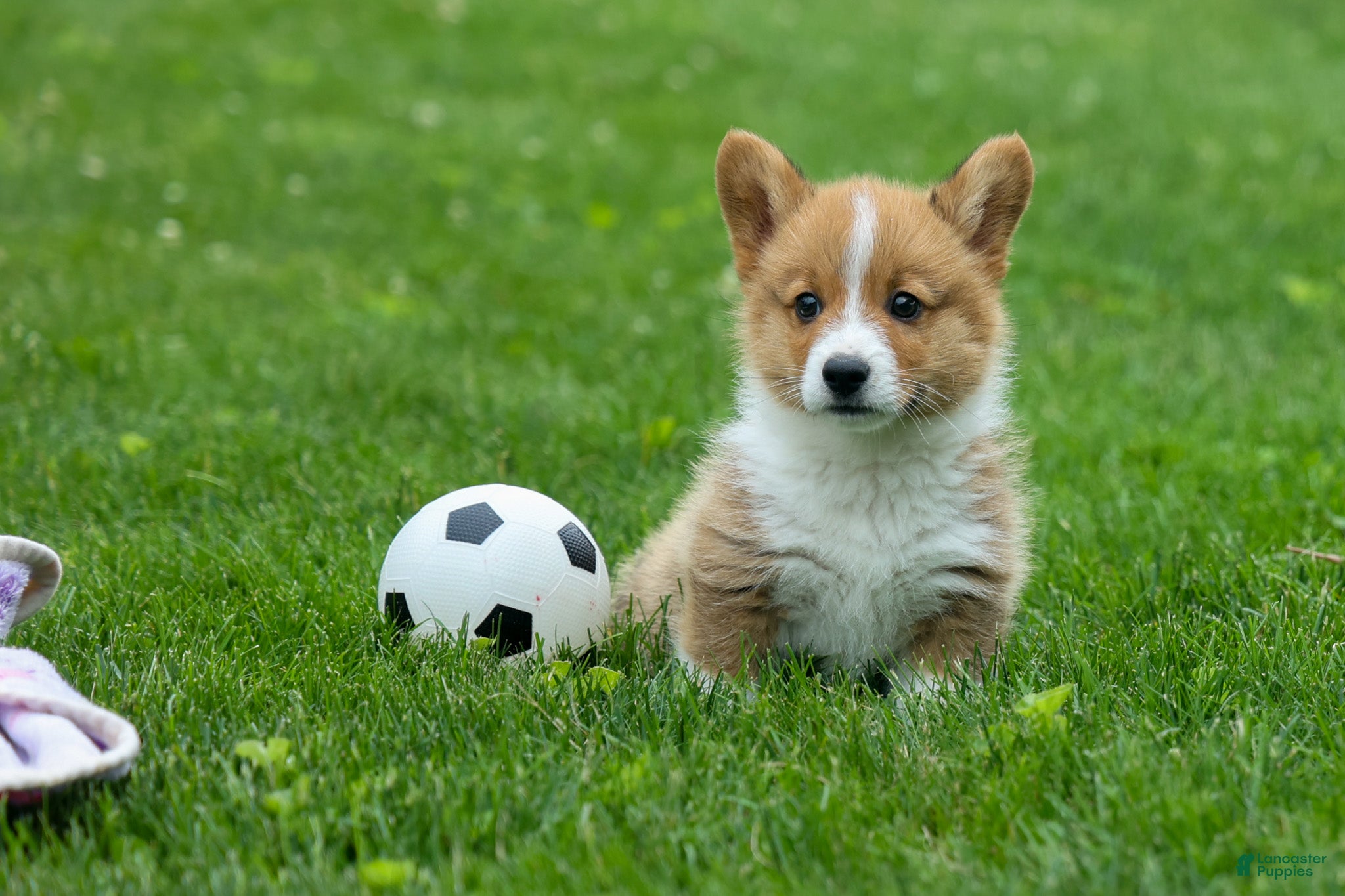 Welsh Corgi Pembroke dogs Legend  - Ad 1