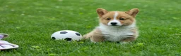 Welsh Corgi Pembroke dogs for sale: Legend  - Ad 1