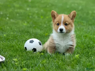 Welsh Corgi Pembroke dogs for sale: Legend - Ad 1