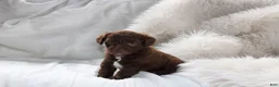 Mixed Breed dogs for sale: Riley - Ad 4