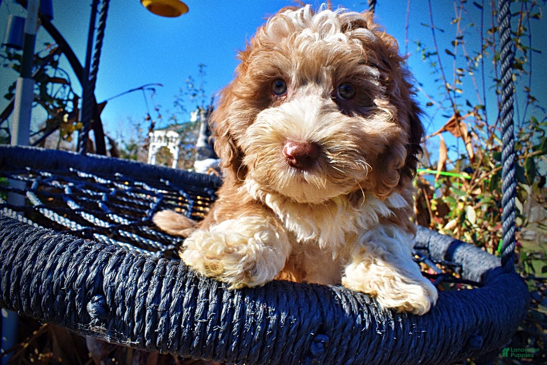 Havapoo dogs for sale: Romeo - Ad 2