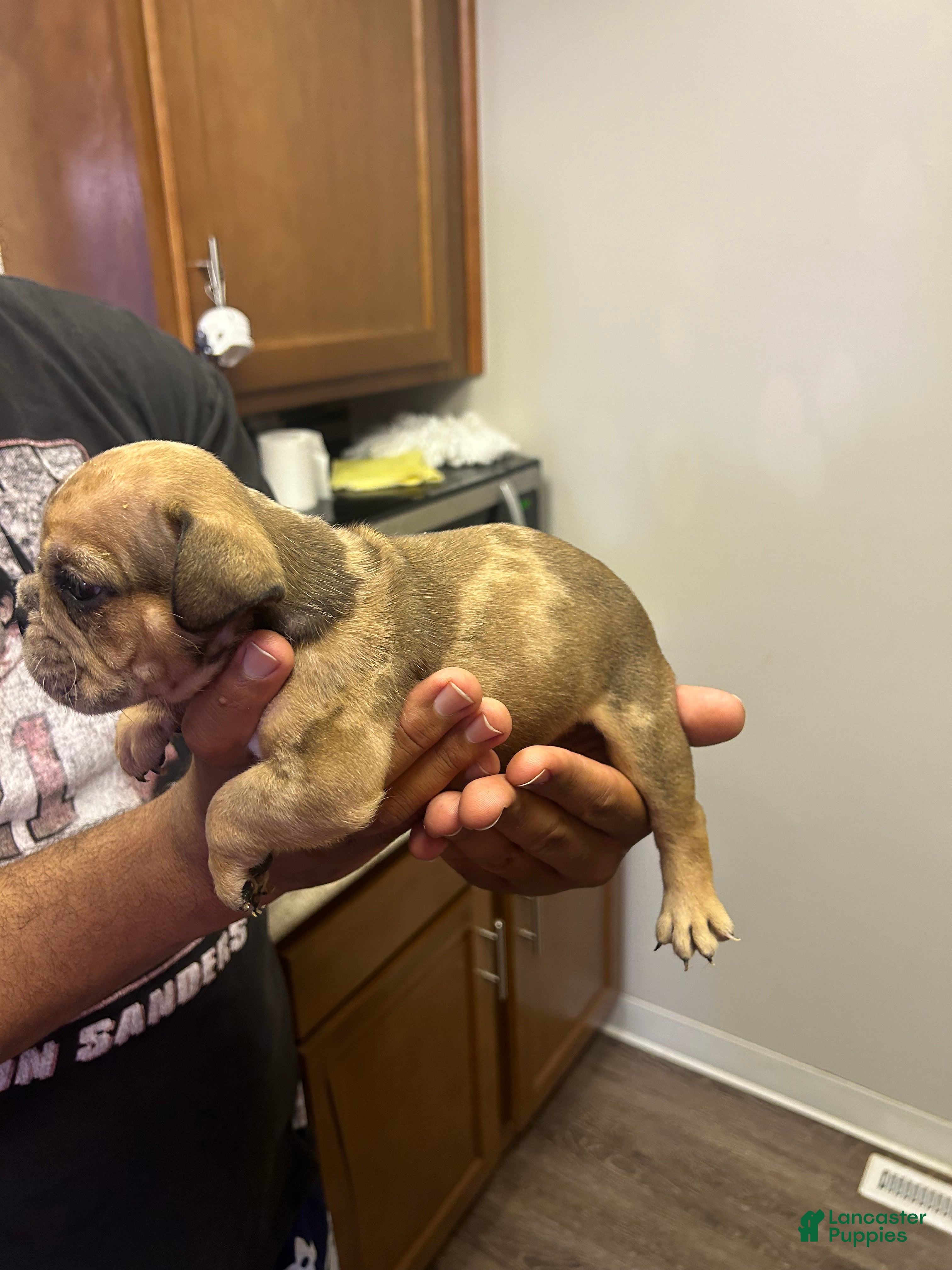 English Bulldog dogs Mocha - Ad 34