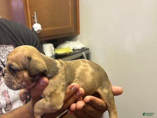 English Bulldog dogs Mocha - Ad 34