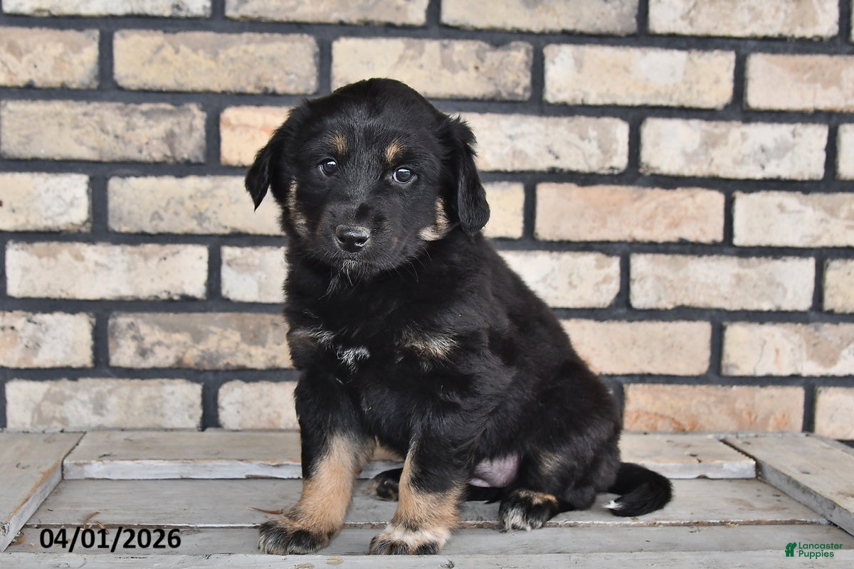 Mixed Breed dogs Ivy - Ad 2
