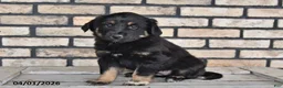 Mixed Breed dogs for sale: Ivy - Ad 2