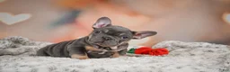 French Bulldog dogs for sale: Adam - Ad 8