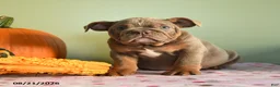 English Bulldog dogs for sale: Mandy - Ad 3