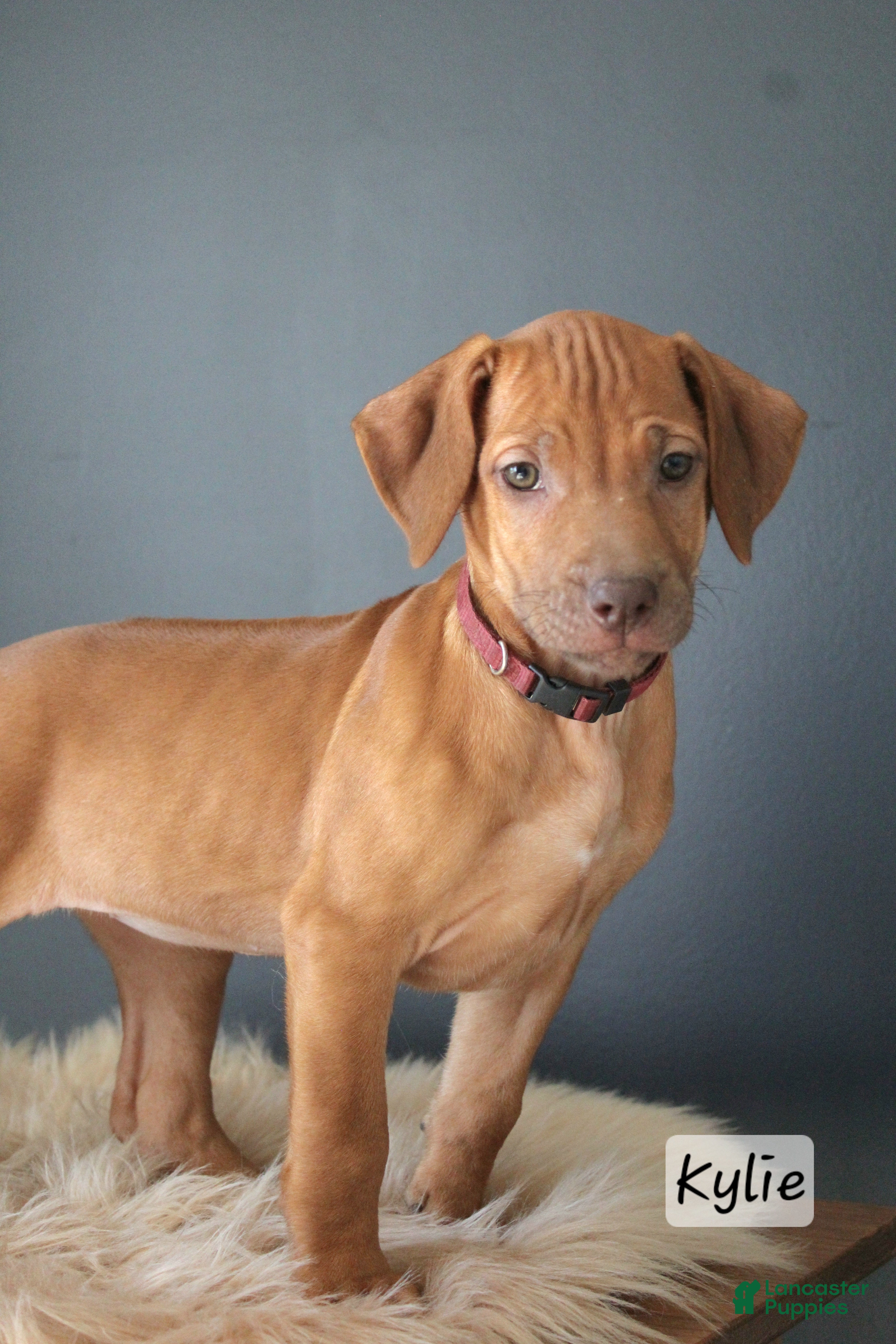 Rhodesian Ridgeback dogs Kylie - Ad 1