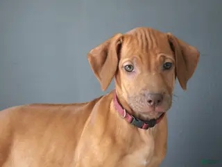 Rhodesian Ridgeback dogs for sale: Kylie - Ad 4