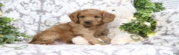 Mini Goldendoodle dogs for sale: Buster - Ad 2