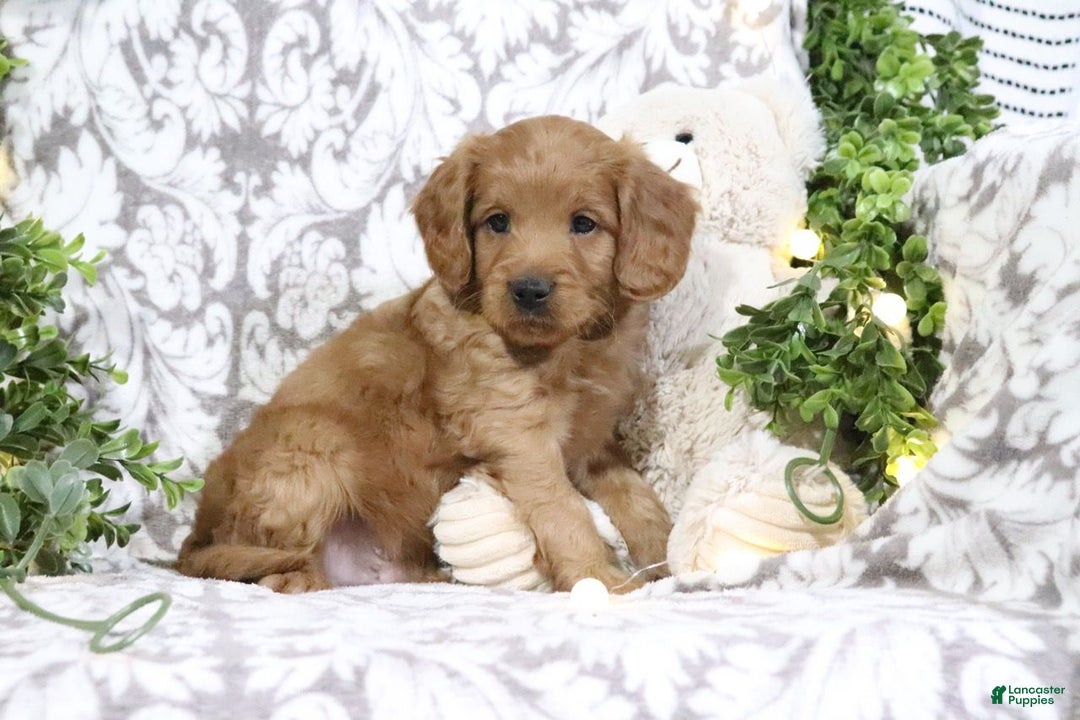 Mini Goldendoodle dogs for sale: Buster - Ad 2