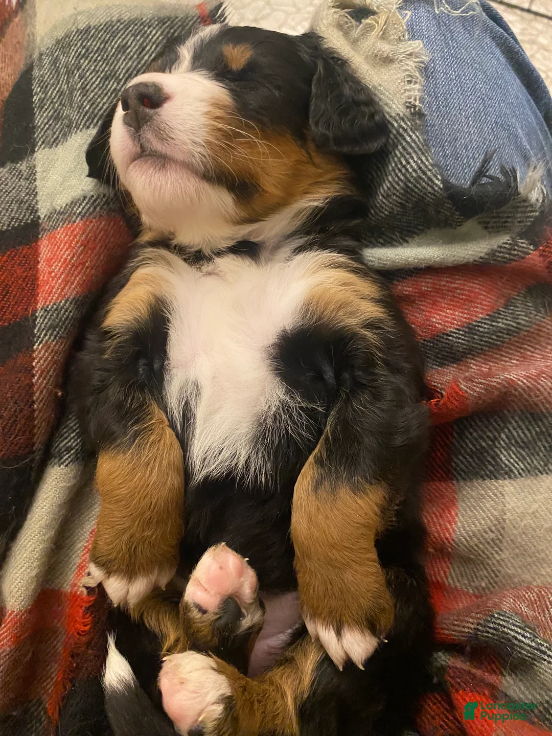 Bernedoodle dogs for sale: Bernedoodle Puppy 4 - Ad 14