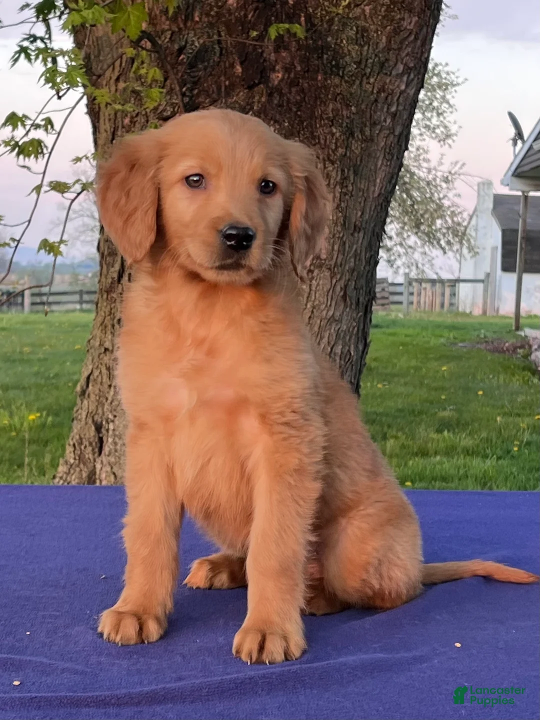 Golden Retriever dogs for sale: Max - Ad 5
