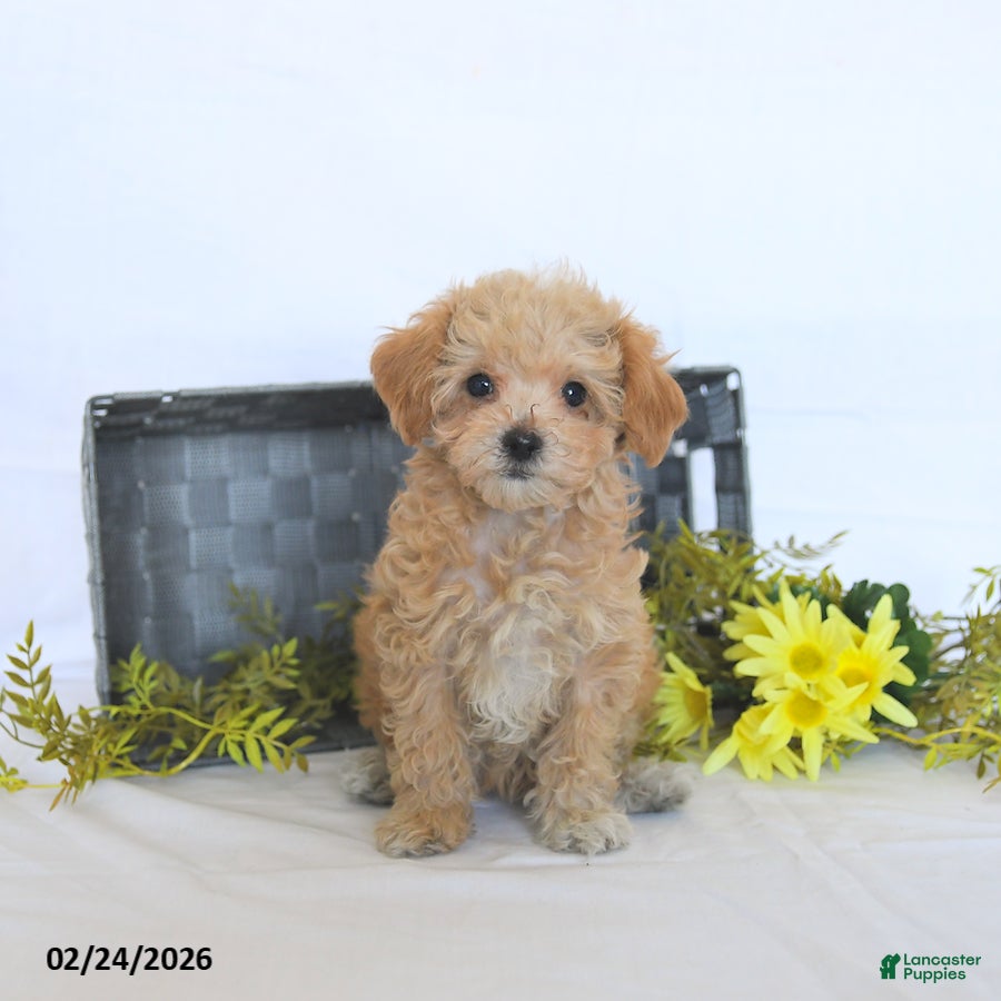 Maltipoo dogs Bailey - Ad 1
