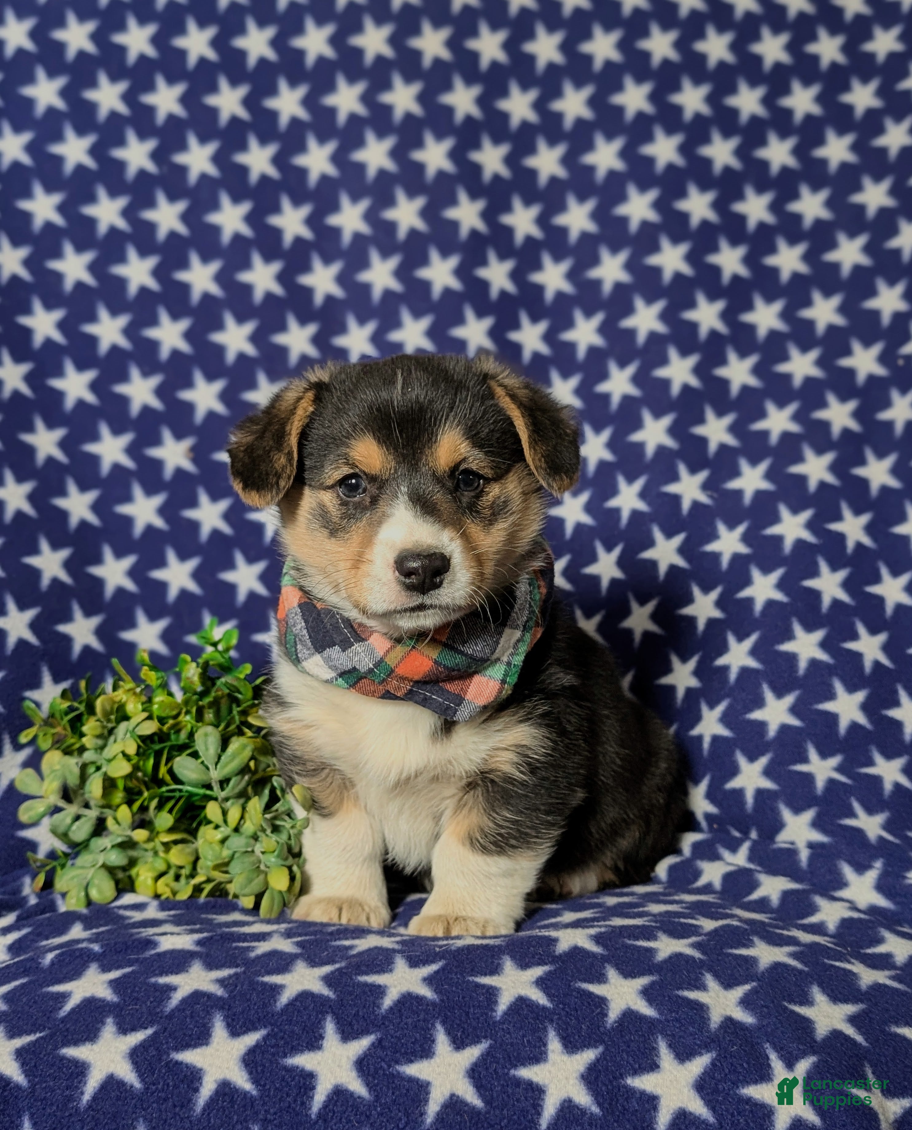 Welsh Corgi Pembroke dogs Gaspar - Ad 1