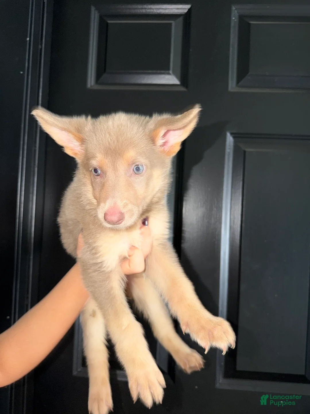 German Shepherd dogs for sale: German Shepherd 4 - Ad 1