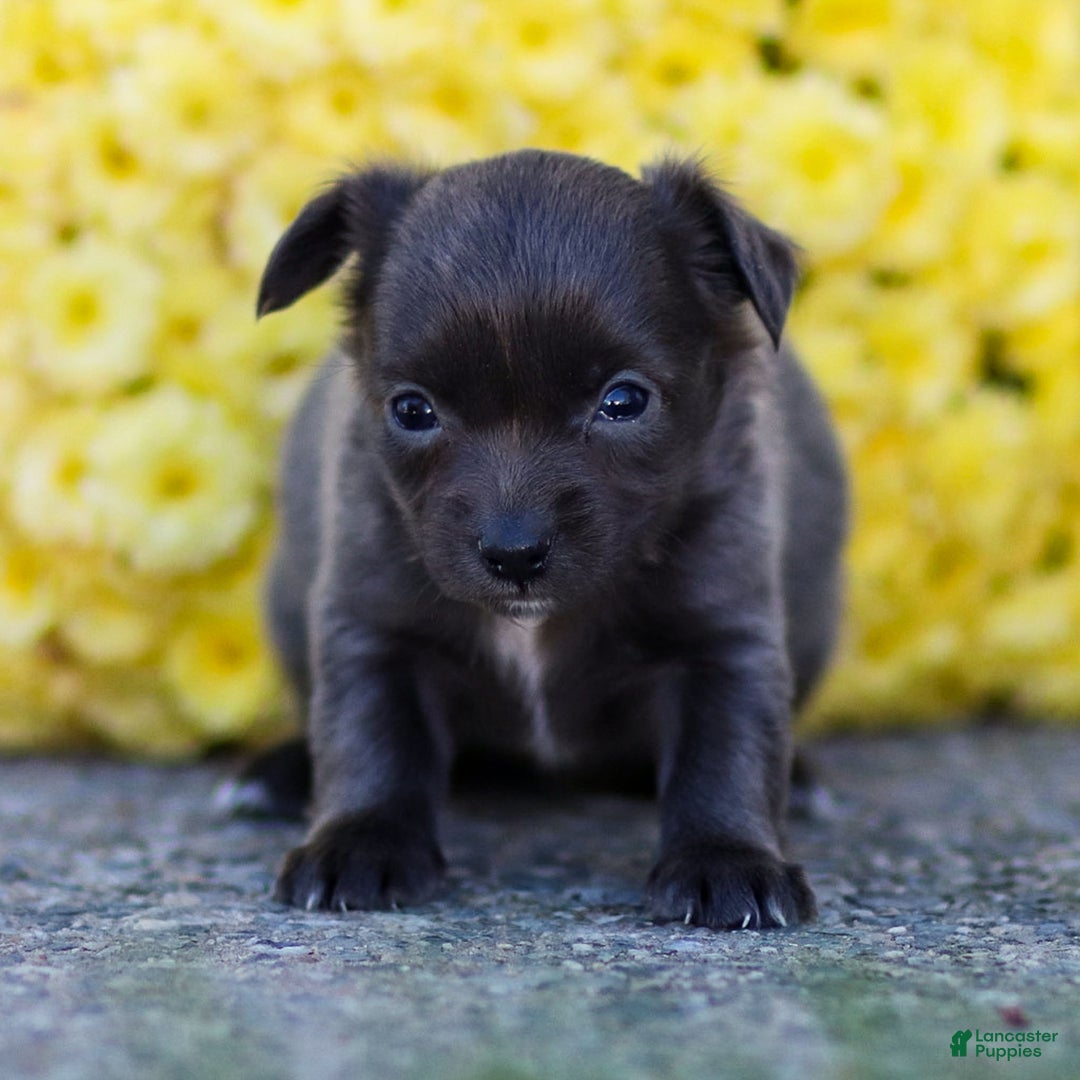 Chihuahua dogs for sale: Penny - Ad 15