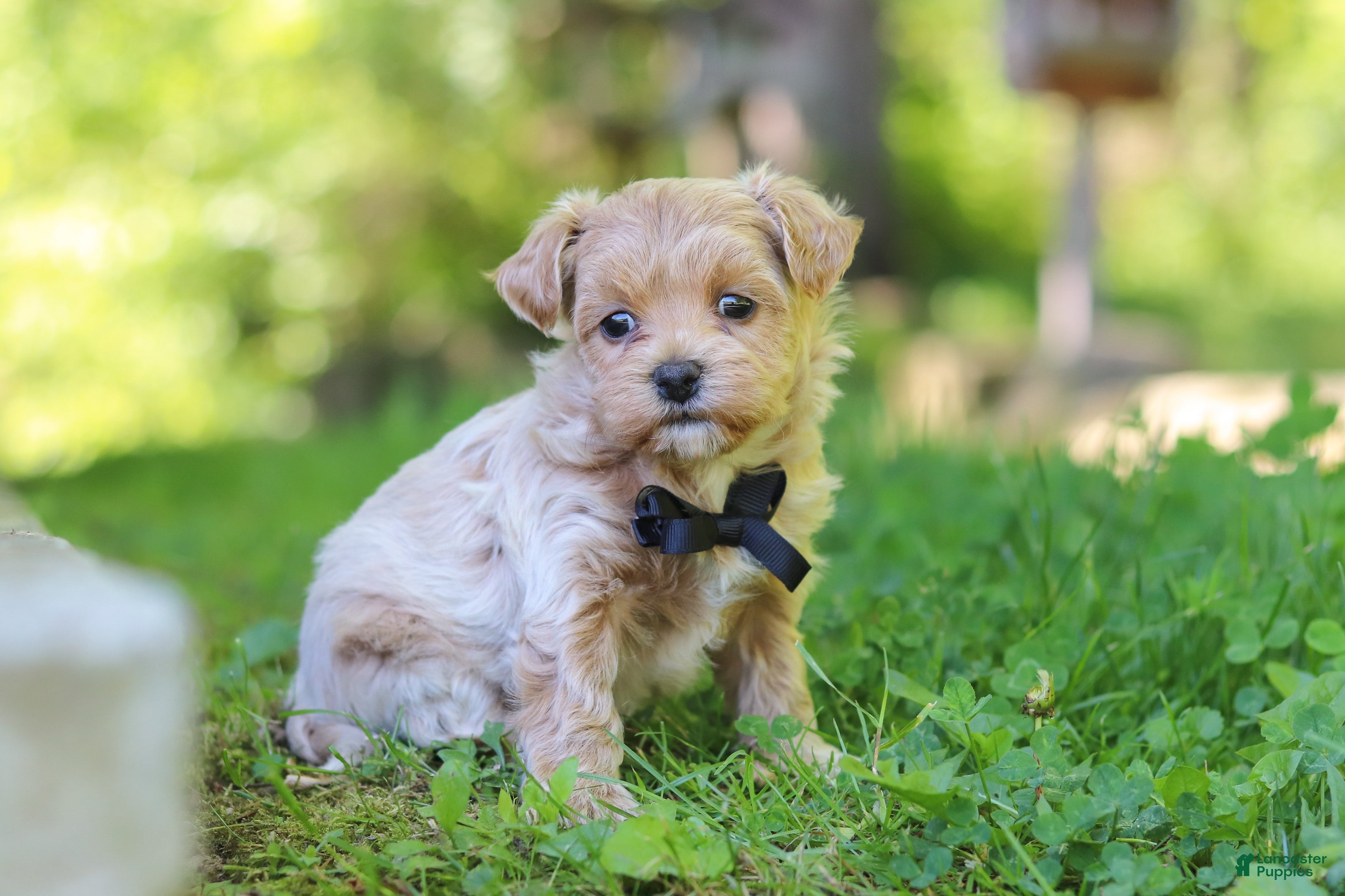 Maltipoo dogs for sale: Rocky - Ad 4