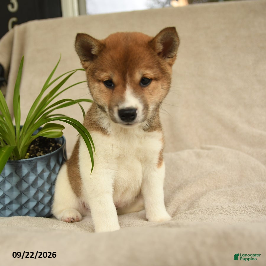 Shiba Inu dogs Ivanhoe - Ad 2