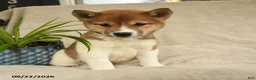 Shiba Inu dogs for sale: Ivanhoe - Ad 2