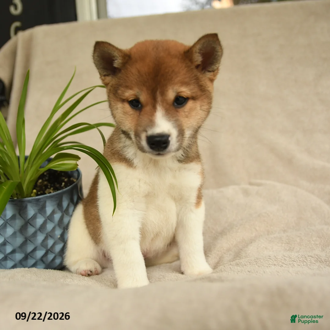 Shiba Inu dogs for sale: Ivanhoe - Ad 2
