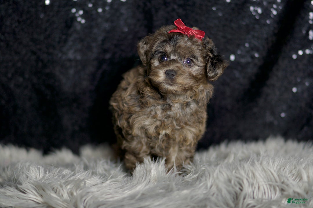 Yorkiepoo dogs for sale: Mr Pip - Ad 3