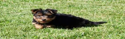 Yorkshire Terrier dogs for sale: Toby - Ad 4