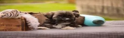 Havanese dogs for sale: Blitz Havanese  - Ad 10