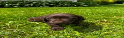 Labrador Retriever dogs for sale: Pascal - Ad 7