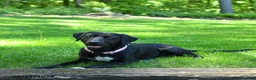 Mixed Breed dogs for sale: Roxy - Ad 3