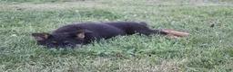 German Shepherd dogs for sale: Lola - Ad 4