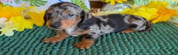 Miniature Dachshund dogs for sale: Razzle - Ad 4